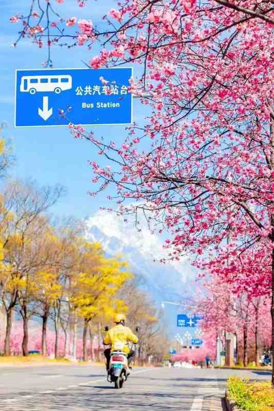  【深度】数据解码春假赏花经济：三大结构性变量重塑文旅消费新格局 文化旅游