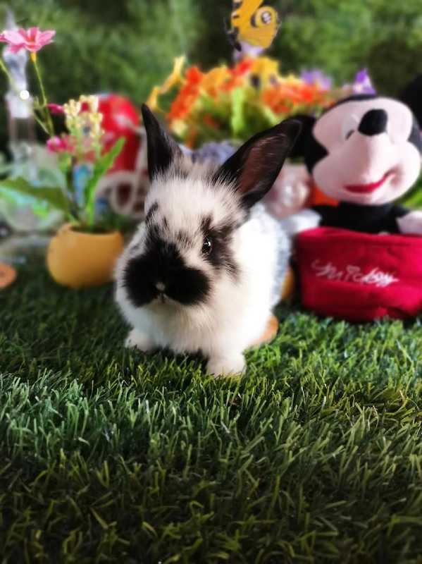 【技术解密】美短加白大骨架的骨骼发育密码:五年繁育经验深度复盘 新闻