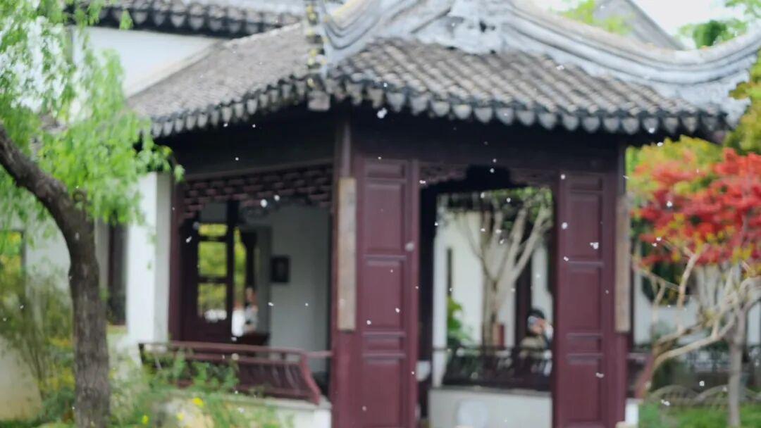  【深度解析】柳絮过敏的真相：不是你想的那样 健康养生