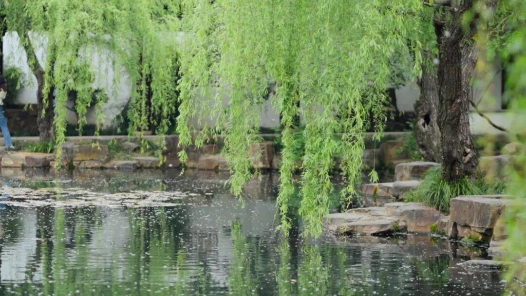  【深度解析】柳絮过敏的真相：不是你想的那样 健康养生